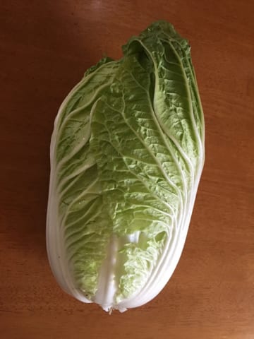 初めての白菜の収穫 2018-11-02