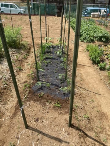トマトの畝の支柱張り