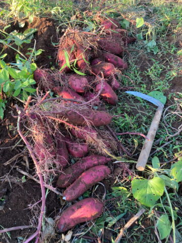 サツマイモ　シルクスィート収穫